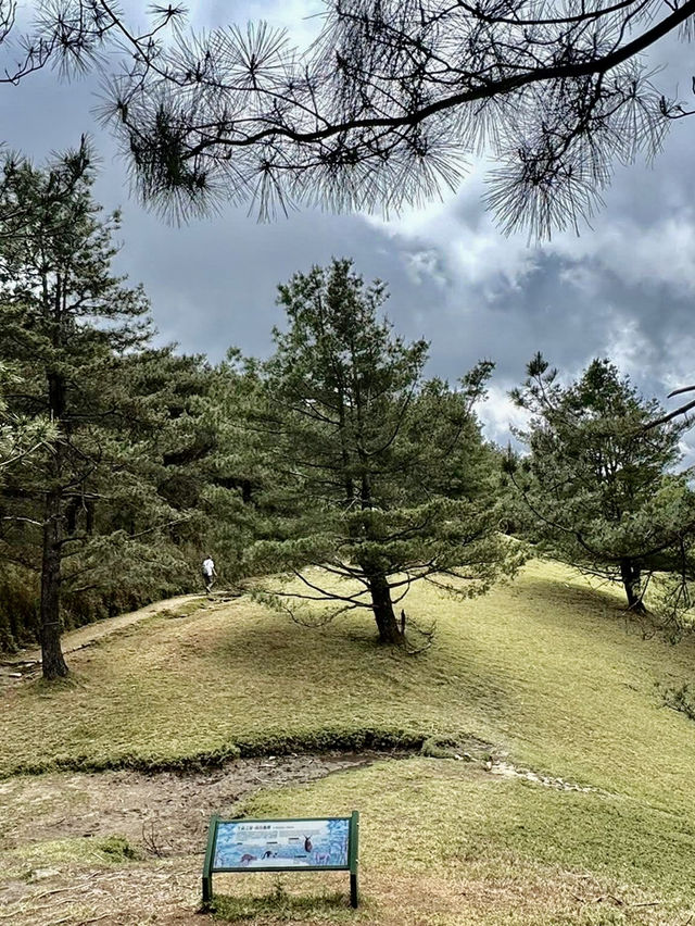 塔塔加的熱門山～麟趾山輕鬆走