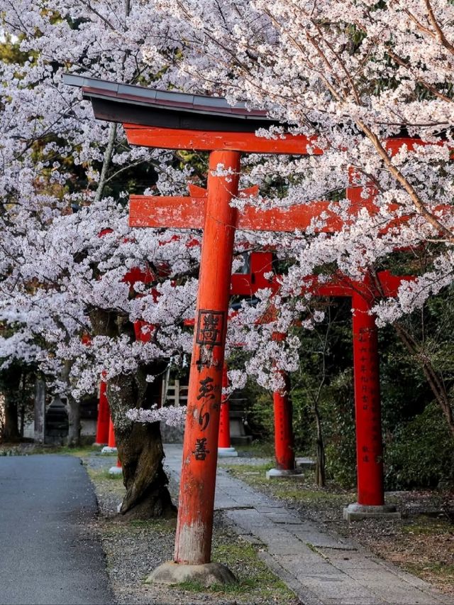 Takenaka Inari Shrine Cherry Blossoms– Kyoto’s Best-Kept Secret Tunnel