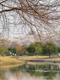 🌸Chenshan Botanical Garden · Tokyo-style Cherry Blossom Wonderland in Shanghai🌸