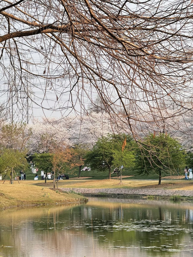 🌸Chenshan Botanical Garden · Tokyo-style Cherry Blossom Wonderland in Shanghai🌸