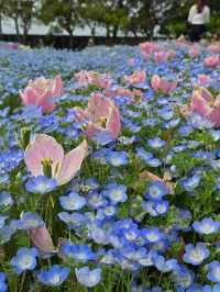 เที่ยวทุ่งดอกไม้ นะบะนะ โนะ ซาโตะ🌷🪻