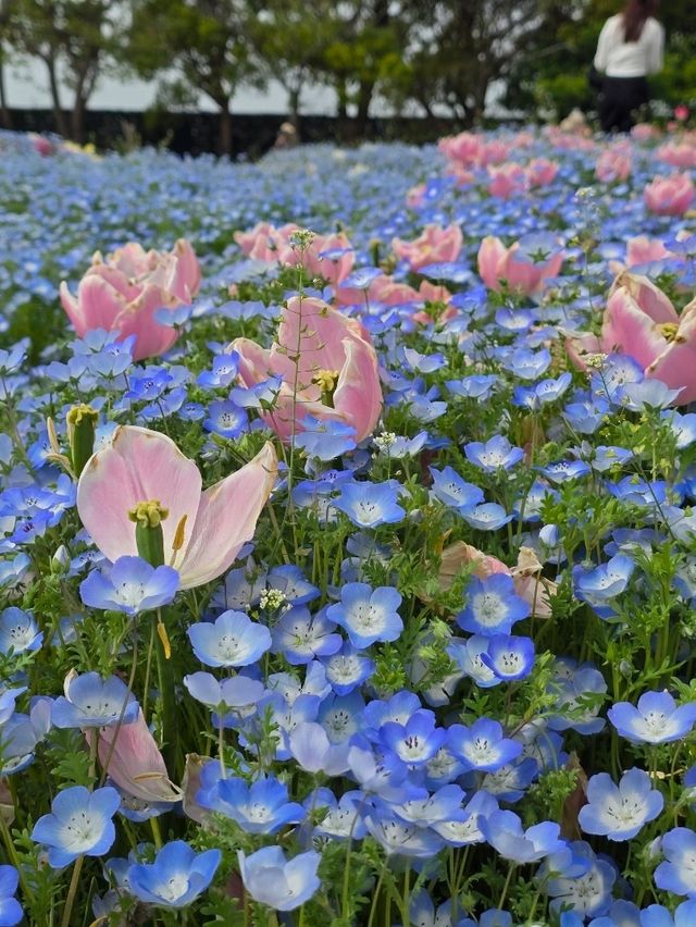 เที่ยวทุ่งดอกไม้ นะบะนะ โนะ ซาโตะ🌷🪻