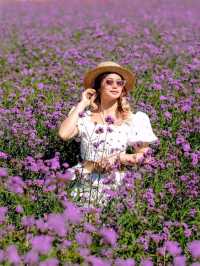 Hokkaido Flower park Khaoyai