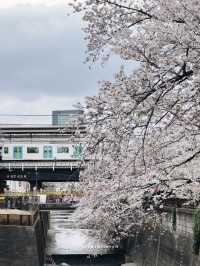 คลองเมกุโระ (Meguro River / 目黒川) ✨