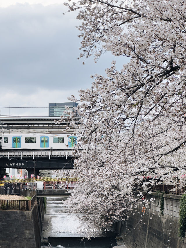 คลองเมกุโระ (Meguro River / 目黒川) ✨