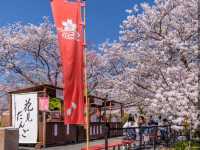“Sakura by the Sacred Stream: Isuzu River’s Tranquil Bloom” 