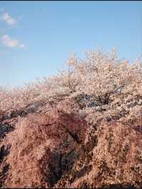 Matsumoto Kobo-yama Sakura | A Secluded Pink Paradise in the Japanese Alps