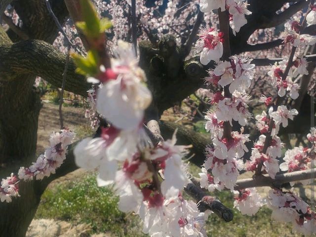Anzu-no-Sato Agri Park, Nagano
