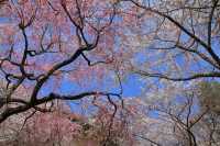 🌸 "Oharano Shrine: Kyoto’s Best-Kept Secret for Cherry Blossom Perfection" 🌸