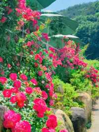 Discovering Rosa Banksiae Magic at "Rising Bloom"