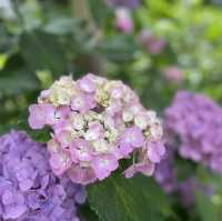 【千葉】北の鎌倉と呼ばれる「本土寺」菖蒲、紫陽花の名所