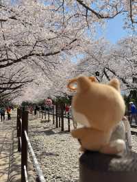 釜山賞櫻之旅