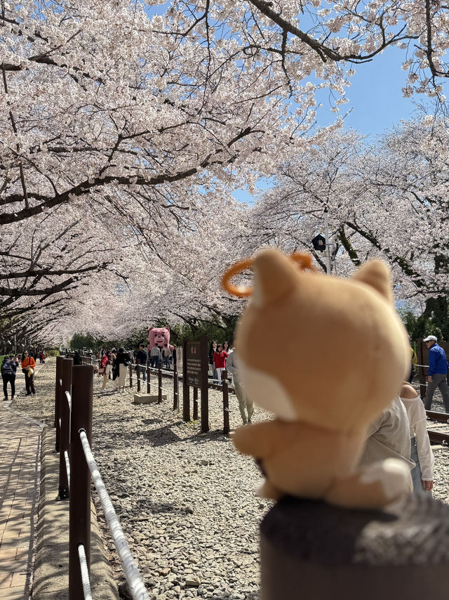 釜山賞櫻之旅