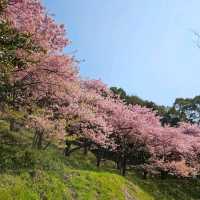 これが無料？穴場な桜スポット