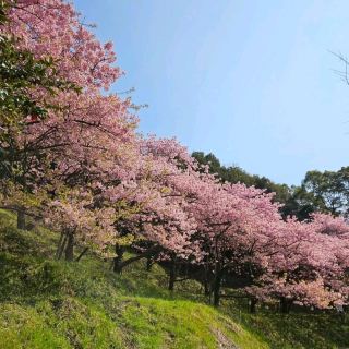 Fujiyama Health and Culture Park Cherry Blossoms