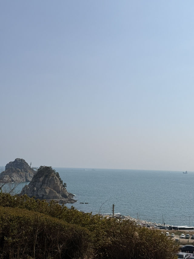 Where Daffodils Meet the Sea: Spring Magic at Oryukdo 💫