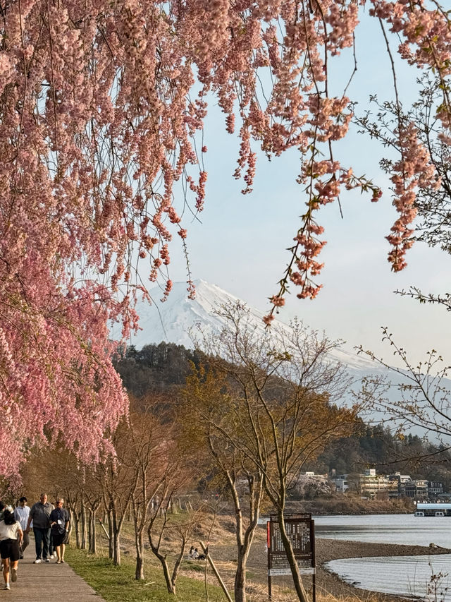 河口湖櫻花🌸與富士山同框
