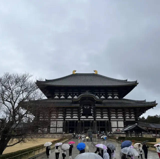 Japan Nara half-day tour🇯🇵