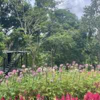 Songkhla Flower Farm สวนดอกไม้แห่งแรกในสงขลา