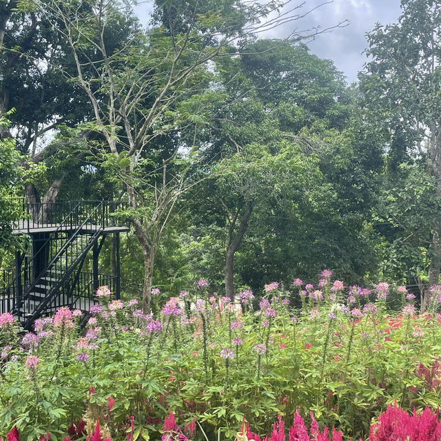 Songkhla Flower Farm สวนดอกไม้แห่งแรกในสงขลา