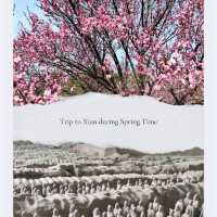 Where Terracotta Warriors Dance With Blossoms