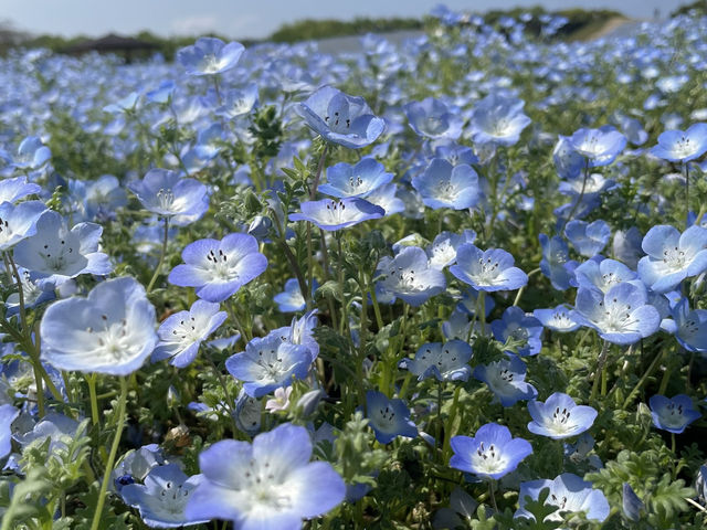 uminokamichi seaside park at fukuoka!