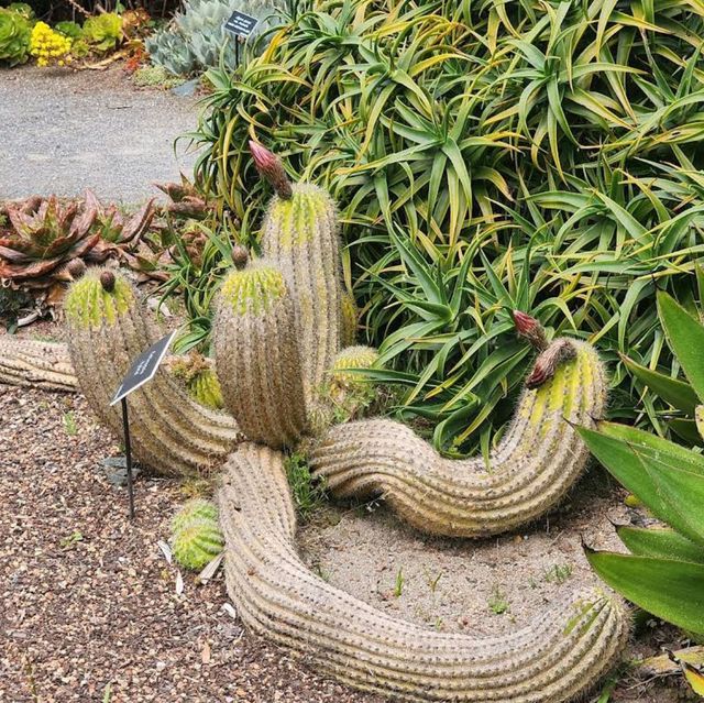 Mendocino Coast Botanical Gardens – Fort Bragg, CA