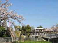 Old Rails & Cherry Blossom Magic