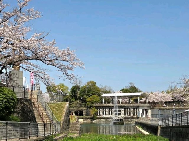 Old Rails & Cherry Blossom Magic