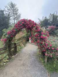 沙唄市必去的貓貓村