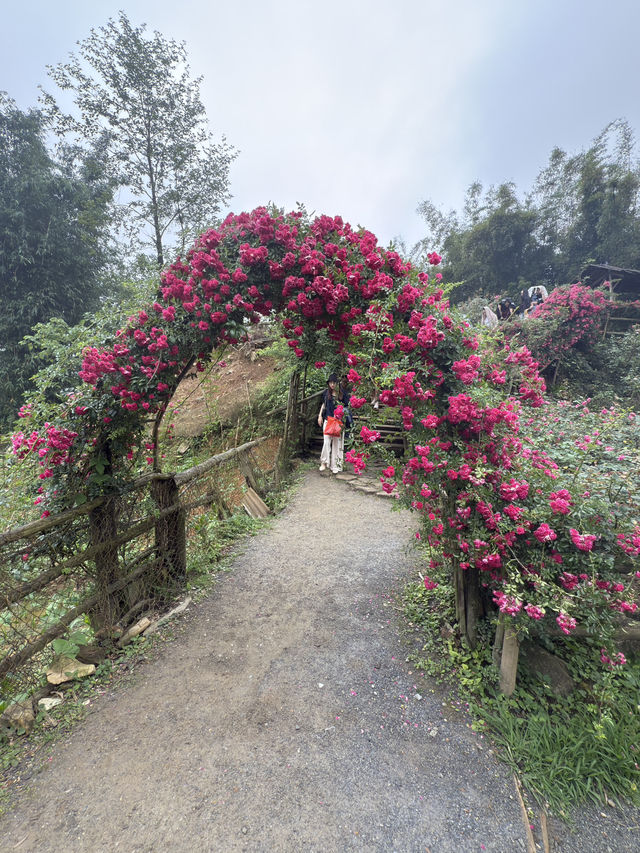 沙唄市必去的貓貓村