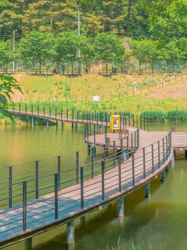 Discovering Daegu: A Perfect Blend of Tradition and Modernity
