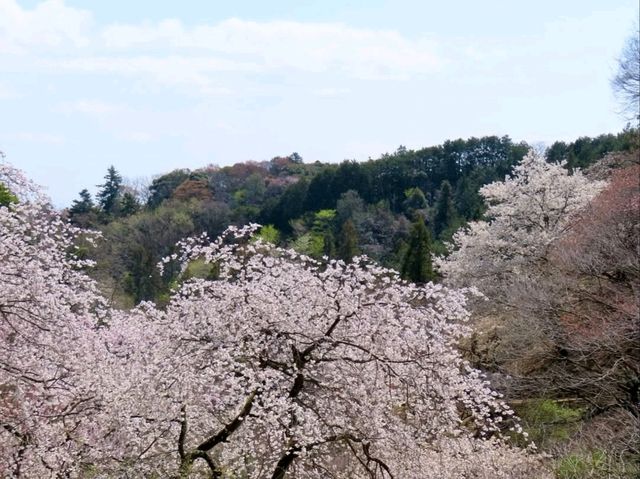 Cherry Blossoms Without the Chaos
