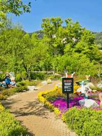 Spring Trip to Buramsan Azalea Hill in Seoul