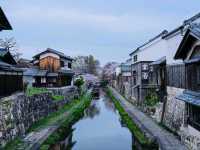 Cherry Blossoms + Old-Timey Canal 