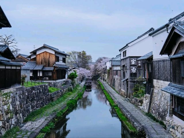 Cherry Blossoms + Old-Timey Canal 