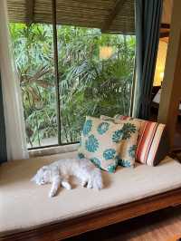 ที่พักเกาะช้าง Pet Friendly 