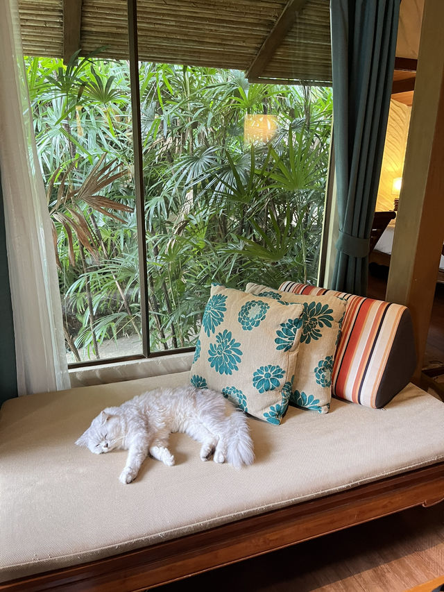 ที่พักเกาะช้าง Pet Friendly 