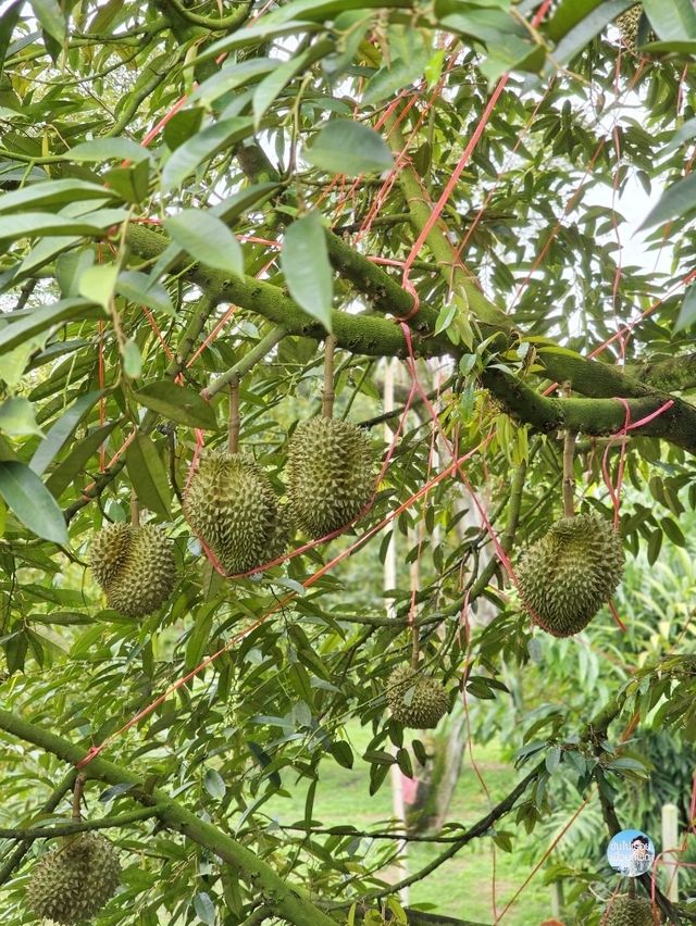 สวนอรุณบูรพา จันทบุรี
