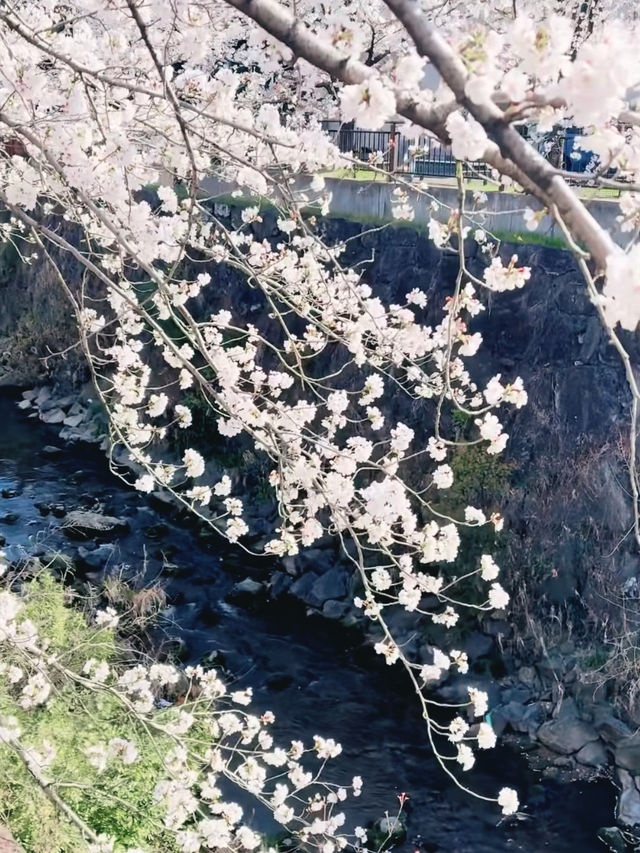 Hidden Sakura Haven – Yamazakiyama Park’s Blooming Secret