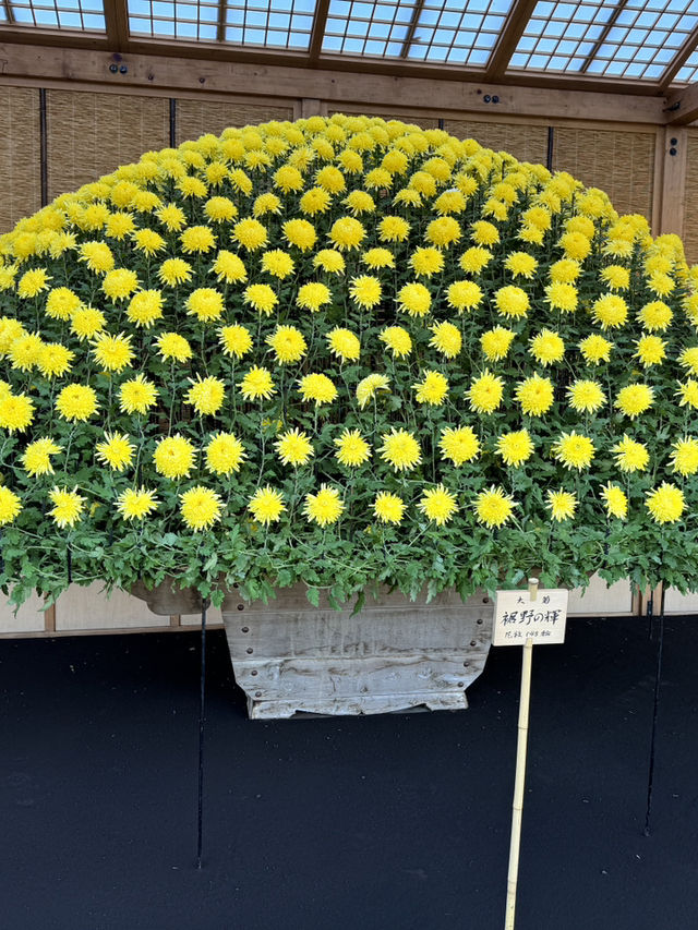 新宿御苑向日葵季｜東京綠洲的陽光之歌