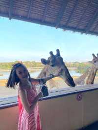 Safari World曼谷塞福瑞野生動物園🦧紅毛猩猩對你又親又抱 超熱情❤️‍🔥