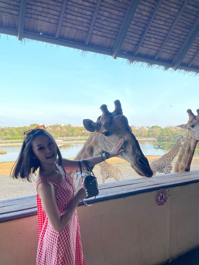 Safari World曼谷塞福瑞野生動物園🦧紅毛猩猩對你又親又抱 超熱情❤️‍🔥