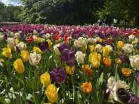 Keukenhof ทุ่งทิวลิปแดนดินสรวงสวรรค์