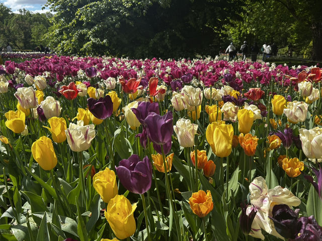 Keukenhof ทุ่งทิวลิปแดนดินสรวงสวรรค์