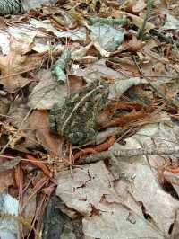 Waterfalls & Woods: Hiking the Walls of Jericho Trail, Alabama