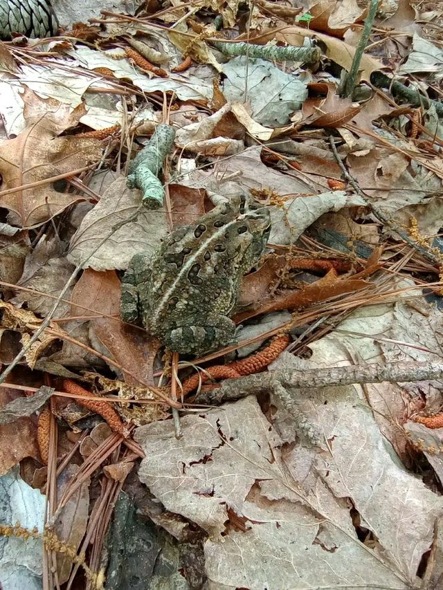 Waterfalls & Woods: Hiking the Walls of Jericho Trail, Alabama