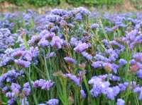 A Blooming Escape: Northern Blossom Flower Farm, Atok, Benguet