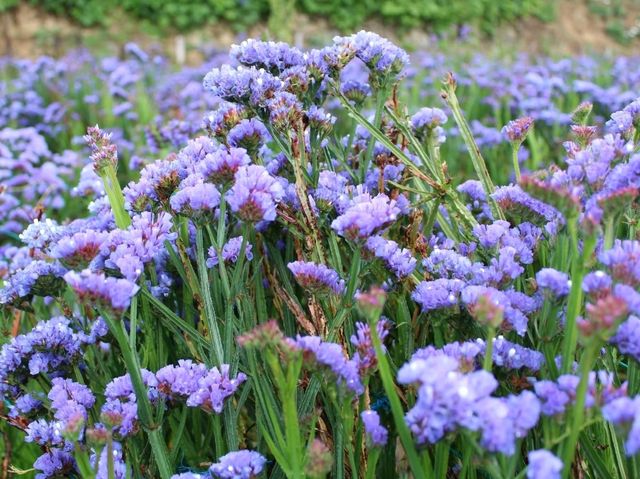 A Blooming Escape: Northern Blossom Flower Farm, Atok, Benguet