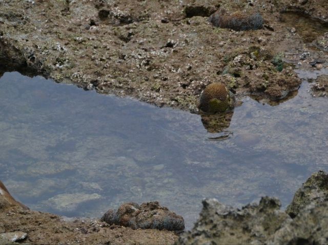久米島で熱帯魚と出会えるスポット🐠✨